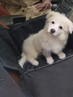 Bolsa Colgante Para Coche Para Mascotas Transpirable Con Almohadilla Impermeable Mantiene a Tu Perro Cómodo Y Seguro Mientras Viaja - details 1