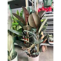 Ficus Robusta Elástica | Planta Natural interior 60cm 80cm | ideal decorar ambientes locales comerciales casas restaurantes vidrieras - details 5