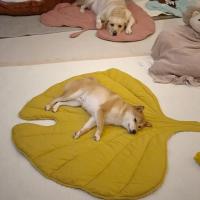 Alfombra De Enfriamiento Para Perros Y Gatos Verano Manta Transpirable Lavable Para Pequeños Medianos Y Grandes Perros Sofá Para Coche - details 4