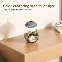 Terrario De Vidrio Para Plantas Con Luz De Crecimiento Micro Paisaje De Mojarra Y Suculentas Vaso De Decoración Para El Hogar - details 5