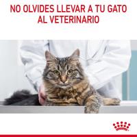 12 sobres x 85 g - Royal Canin Intense Beauty gelatina sobre para gatos - details 7