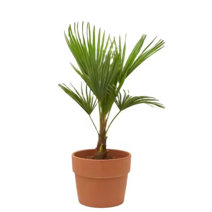 Verdecora Palmito Arbóreo - Planta Natural de Exterior Resistente a Heladas - 1
