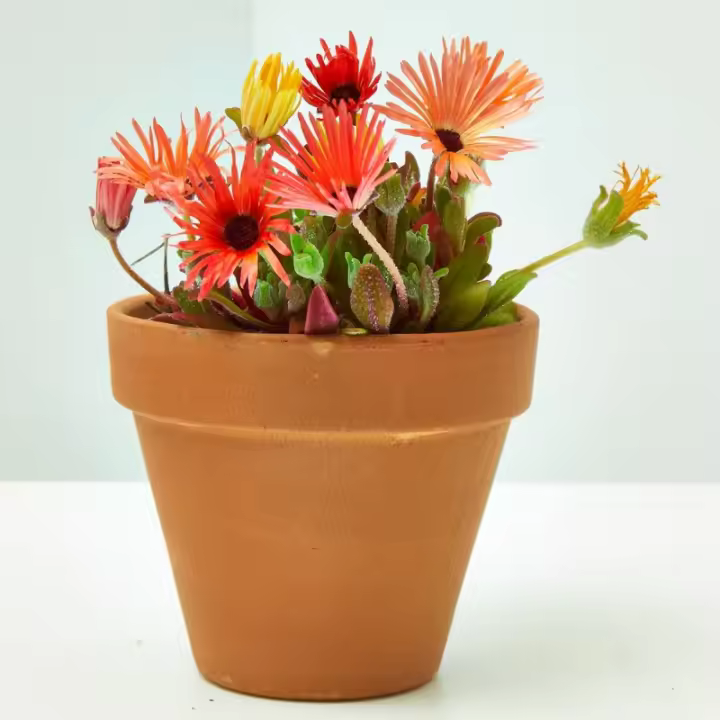 Verdecora MESSEM Planta Natural de Exterior - Resistente Al Frío - Maceta de 13cm - 1