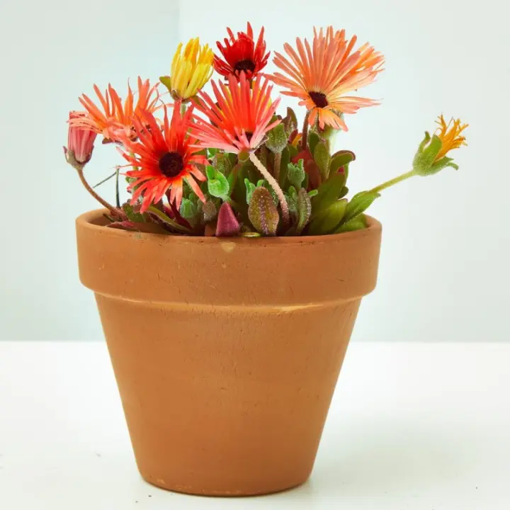 Verdecora MESSEM Planta Natural de Exterior - Resistente Al Frío - Maceta de 13cm - 1
