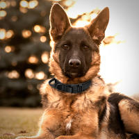 Collar Táctico Para Perros De Medio a Grande Camuflaje Duradero Para Caminar Y Entrenamiento Adecuado Para El Sheperd Aleman - details 7