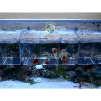Caja De Cría Para Pequeños Peces Acrílico De Acrílico Para Acuario Separación De Peces Pequeños Caja De Aire Para Peces Enfermos - details 1