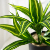 Hojas De Aloe Vera Artificiales 36cm Plástico Agave Falso Chlorophytum Comosum Para Decoración De Jardín Y Festivales - details 2
