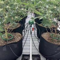 Hydro Halo Anillo De Agua Automático Drip Irrigación Multi Salida Para Riego De Plantas Y Flores Herramientas De Jardinería - details 10