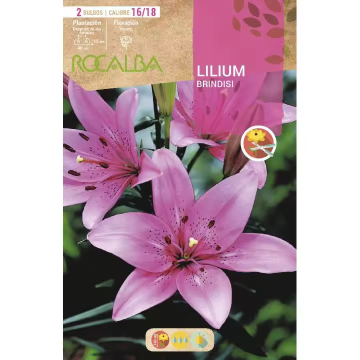 Rocalba Bulbo Lilium Brindisi Rosa Suave 2 Unidades - 1