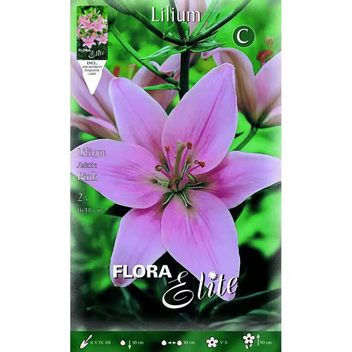 Bulbo Lilium asiatic rosa 2 uds - 1