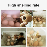 Incubador De Huevos De 20 Unidades Automático Para Ponedero Doméstico Apto Para Pollos Gansos Pato Y Otros Pájaros Material Plástico - details 6