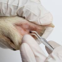 Juego De Pinzas Y Herramientas Para Rascado De Acero Inoxidable Para Perros Y Gatos Eliminador De Pulgas Y Pulgas Suministros De Peluquería Para Mascotas - details 5