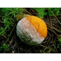 Drycop 50 DF - Fungicida plantas bactericida de contacto 60 GR - Autorizado Doméstico - Contra Mildiu, Aguado y Repilo para todos los cultivos - Sipcam Jardin - details 3