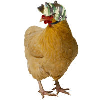 1pc Casco De Pollo Para Pequeños Mascotas Herramienta De Protección Para Pájaros Gansos Cerdas Material De Plástico - details 5