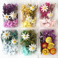Paquete De Materiales Para Manualidades Con Flores Secas DIY Artesanía Artificial Para Decoración De Bodas Y Fiestas Cursos De Arte Flor Eterna - details 0