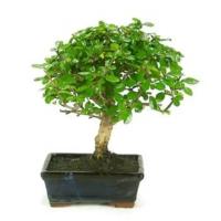 Verdecora - LOTE BONSAI 5 AÑOS + PLATO - Bonsái - Alta Luminosidad - Planta natural interior - details 2