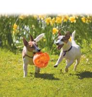 Pelota interactiva con sonido para Perros  KONG - JUMBER BALL M/L  colores surtidos - details 1