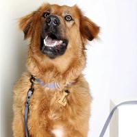 Correa Para Perros PVC Duradera Y Fácil De Limpiar 1.2M Adecuada Para Grandes Medianos Y Pequeños Entrenamiento De Caminata - details 3