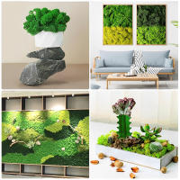 Decorativo De Moss Preservado Ligero Arte Artificial De Moss Verde Eterno Para Decoración De Paredes En Casa Y Fiestas - details 5