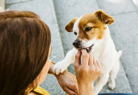 ADAPTIL CHEW (30 chews) - Calmante para Perros, Reductor de Estrés y Ansiedad - details 1