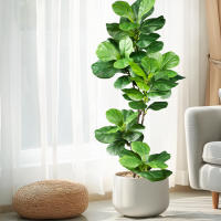 Falsa Hoja De Magnolia Y Ficus 105cm Para Decoración De Jardín Patio Interior Oficina Hoja De Figura Artificial De 41.3 Pulgadas - details 7