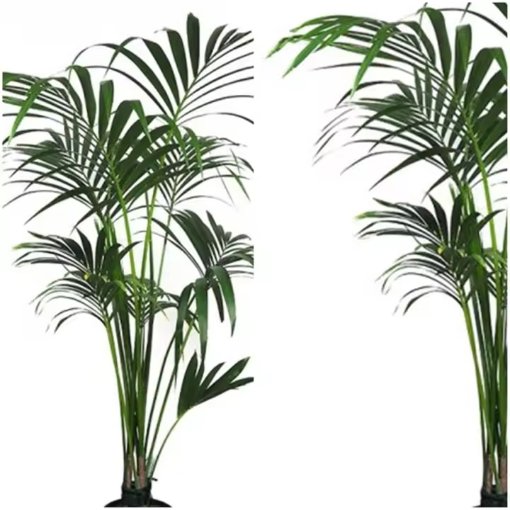 Planta natural Elegante Palmera Kentia.  Segura Garden. Las palmeras Kentia son espectaculares y mejoran la calidad del aire, creando un ambiente fresco y relajante en el hogar. - 1