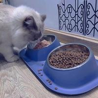 Cuenco De Acero Inoxidable Para Gatos Y Perros Doble Con Base Antideslizante Alimentador De Agua Para Mascotas Protector De Cuello Para Gatos Y Perros - details 5