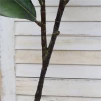 Gran Planta Artificial De 82cm Ficus Falsa Palma Hojas De Bricioleta Falsa Planta Tropical Para Jardín Y Hogar Material Plástico - details 5