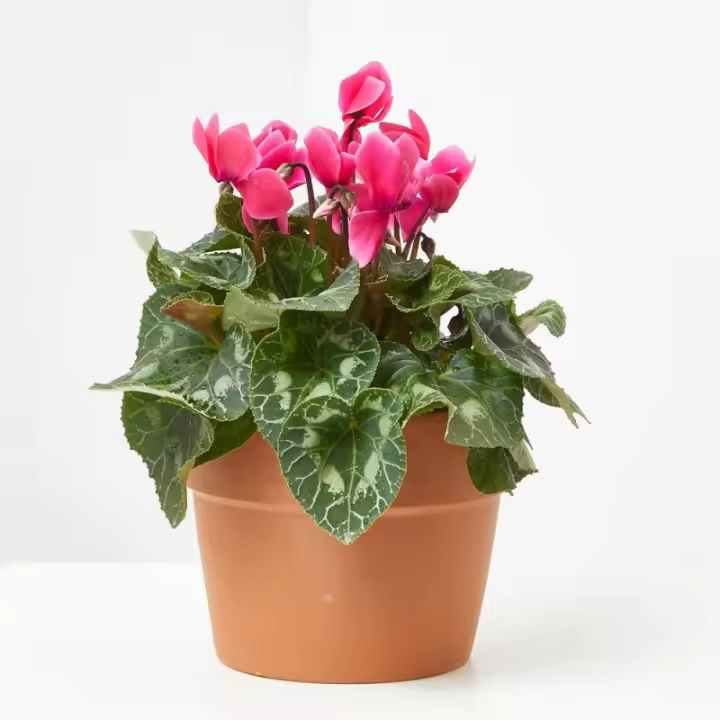 Verdecora CYCLAMEN - 1