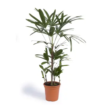 Plantas Naturales Interior Pack 5 Naturales | Croton, Dieffenbachia, Palmera  Areca, Dracaena, Chamadorea | Altura 30-40 Cm Planta Carnivora Plantas De  Interior
