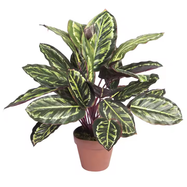 Catral | Planta Artificial Calatea Cebra 49 Cm | Plantas Artificiales Decorativas | Planta Artificial Realista | Planta Artificial Grande | Planta Tropical | Ideal Para Decoración De Hogar Y Oficina - 1
