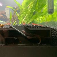 Cueva De Observación Para Acuario Con Tunnel Para Peces Y Camarones Decoración Acuática Para El Comfort De Los Residentes - details 4