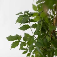 Trompeta Vine-2 PCs. -Campsis taglibuana 'Mme Galen'-H110-120cm-de 17cm - details 2