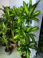 Planta Tronco de Brasil - Planta Natural de Interior Resistente y Purificadora de Aire - Dracaena fragrans - Envio gratis - Planta decorativa Interior altura entre 65 y 80cm - details 1