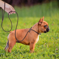 Correa De Cuero Para Perros Pequeños 4ft/5ft Collar P Chian Traction Lead Rope Para Chihuahua Bulldog Ropa De Animales De Compañía - details 9