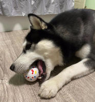 Bola De Juguete Para Perros Luminosa Y Masticable De Goma Con Alta Elasticidad Resistente Al Mordisco Juguete Interactivo Para Lanzar Y Volar Accesorios Para Mascotas - details 9