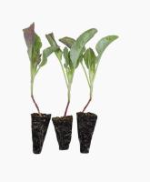Plantel de Huerta Pack x 10 unidades | 5 lechuga Morada + 5 Lechuga Trocadero | kit de huerto | plantines de huerta | arma tu propias ensaladas | lechuga | tu huerta en casa | calidad excelencia | huertas natural | citrus Flowers plants  vivero online - details 2