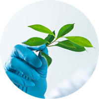 Naturbite Ginseng Siberiano - Energizante Natural - 120 Comprimidos - 2,000 Mg - Apoyo Diario - Rendimiento Mental - details 4