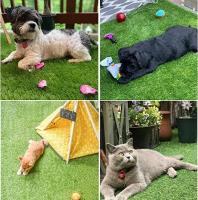 Pataca De Grama Artificial Para Perros Grande Tapete De Inodoros Portátil Para Entrenamiento De Mascotas Material Fibra Lavable Al Agua Ideal Para Exteriores - details 6