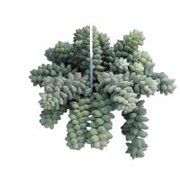 Planta natural Sedum Burrito.  Segura Garden. El sedum burrito es ideal para jardines por su resistencia a la sequía, bajo mantenimiento, y atractivo follaje colgante que mejora la estética del espacio. - details 0
