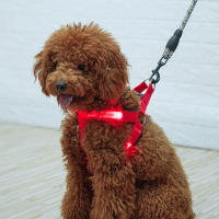 Harnés De Moda Para Perros Con Luz LED Electrónica Y Correa De Nylon Accesorios Para Mascotas Vests Luminosos Para Animales - details 1