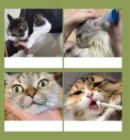 Soporte Confortable Para Mascota Con 2 Gancho Para Baño De Gatos Y Perros Tela De Hamaca De Reparación De Uñas Adecuado Para Mascotas - details 0