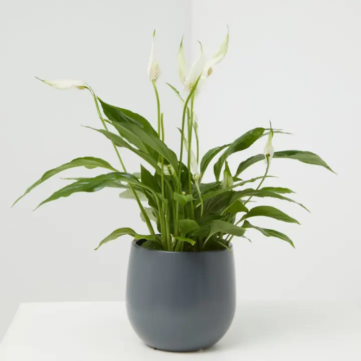 Verdecora - Spathiphyllum Planta de Interior Resistente y Decorativa - Lirio de la paz - 1