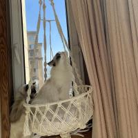 Nueva Hamaca Para Mascotas Gato Silla Colgante Tejida a Mano Con Alambre De Algodón Cesta Colgante Para Gatos Y Gatitos Juguete De Malla Para Interiores Suministros Para Mascotas - details 3