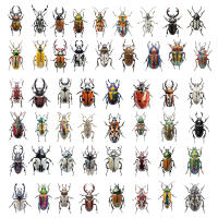 50PCS Pegatinas De Enciclopedia De Bugues Para La Enseñanza De Los Insectos Decoración De Plástico PET Para DIY Y Material De Libro - details 3