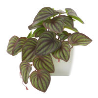 1pc Plantas Artificiales Pequeñas Con Macetas De Plástico Decoración De Escritorio Para Oficina Y Hogar Ambiente Interior Y Exterior - details 14