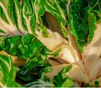 Plantel de Huerta Pack x 10 unidades  5 Cebolla + 5 Acelga  kit de huerto Organica plantines de huerta  arma tu propias ensaladas  lechuga  tu huerta en casa  calidad excelencia  huertas natural  citrus Flowers plants  vivero online - details 1
