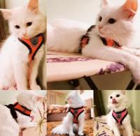 Adjustable Polyester Mesh Cat Harness Dog Walking Vest Puppy Leash Collar for Small and Medium Dogs Pet Accessories - details 1
