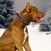 Collar De Cuero Genuino Para Perros Grandes Con Espinas Y Estrellas Fuerte Ajustable Para Pitbull Bulldog Boxer Resistente Todas Las Estaciones Tamaños L/XL Colores Rojo/Marrón/Negro - details 11
