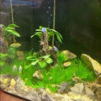 Decoración De Acuario Belleza Submarina Hierba De Acuario Para Tanque De Peces Planta Simulada Accesorios Para Casa Material Plástico + Base De Resina - details 7